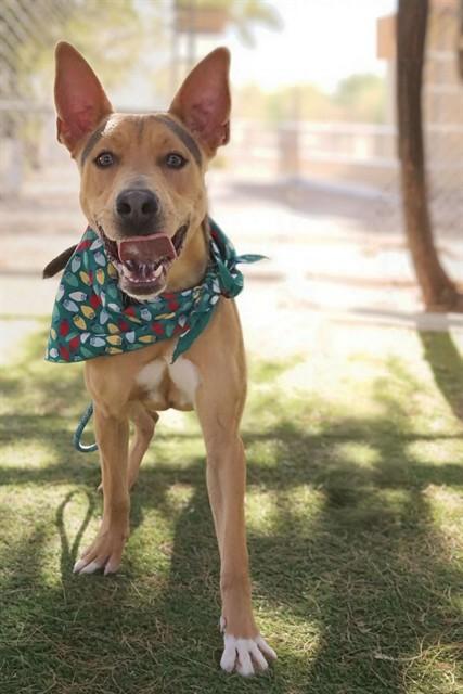 SIR WIGGLEZ, Adoptable, Young Male German Shepherd Dog & Mixed Breed.