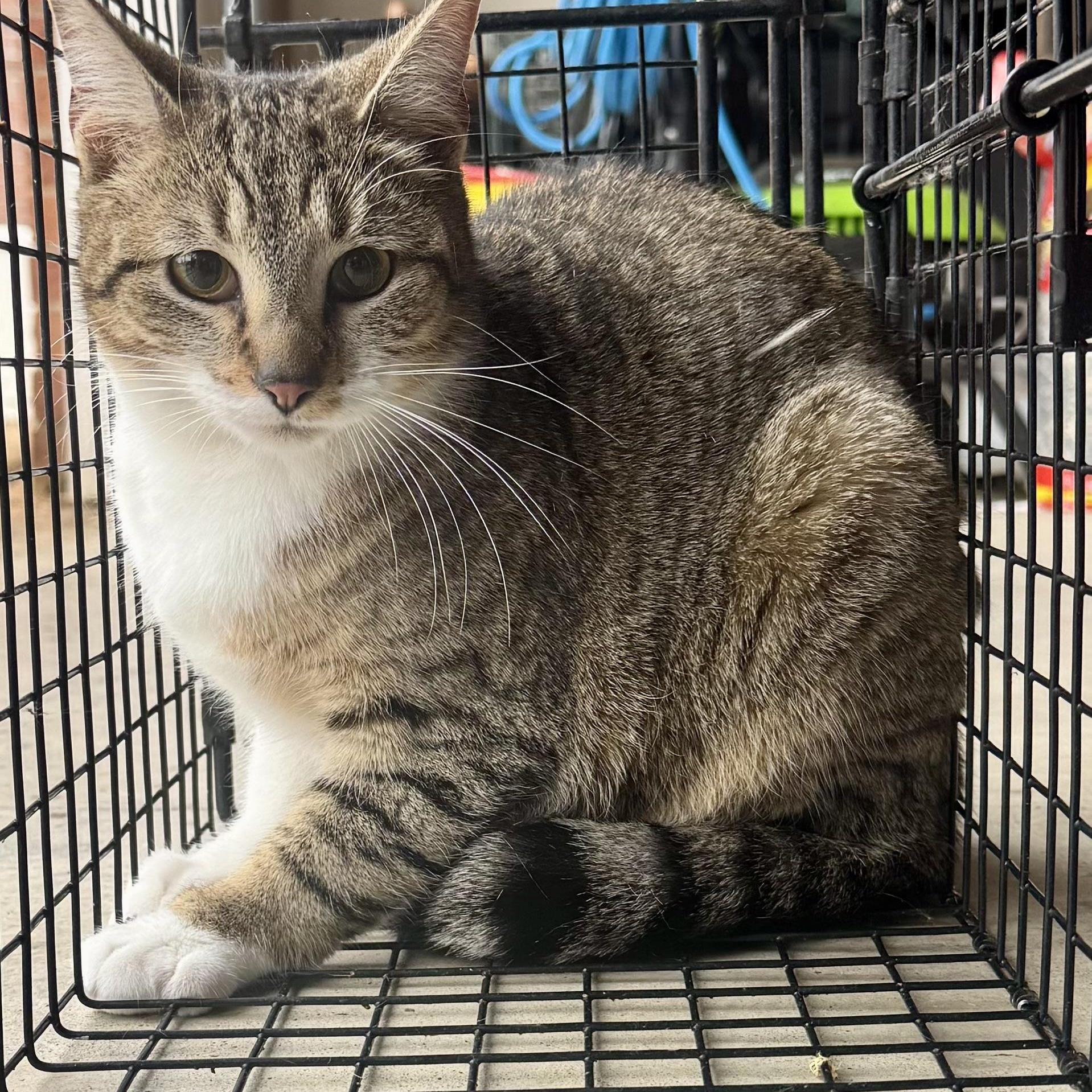 Enlarge Honey , a ADOPTABLE Domestic Short Hair in Memphis, TN image 1/1