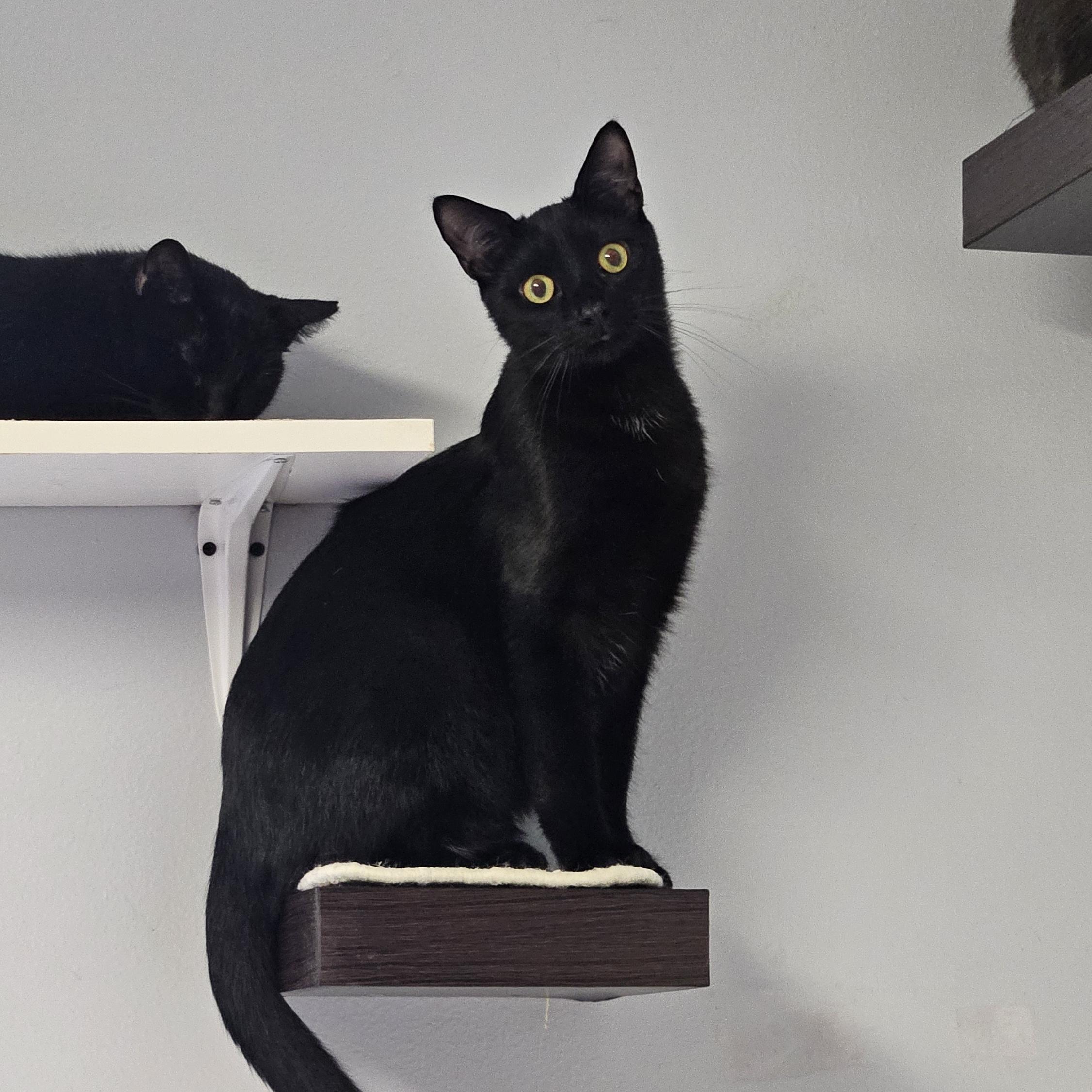 Enlarge Blackberry, a ADOPTABLE Domestic Short Hair in Brockport, NY image 2/6