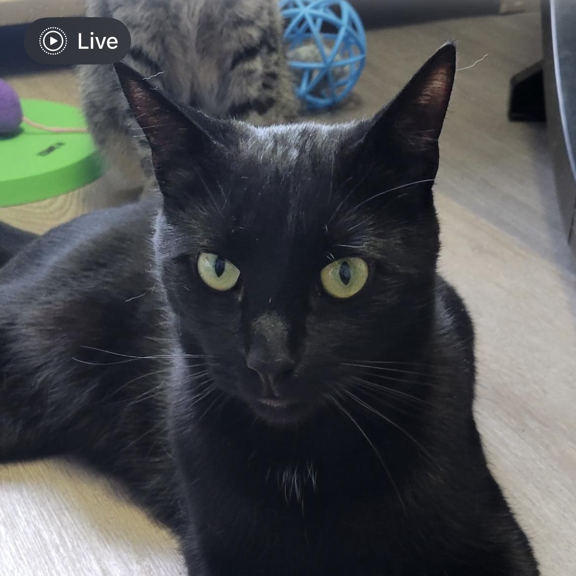 Blackberry, ADOPTABLE, Adult Male Domestic Short Hair.