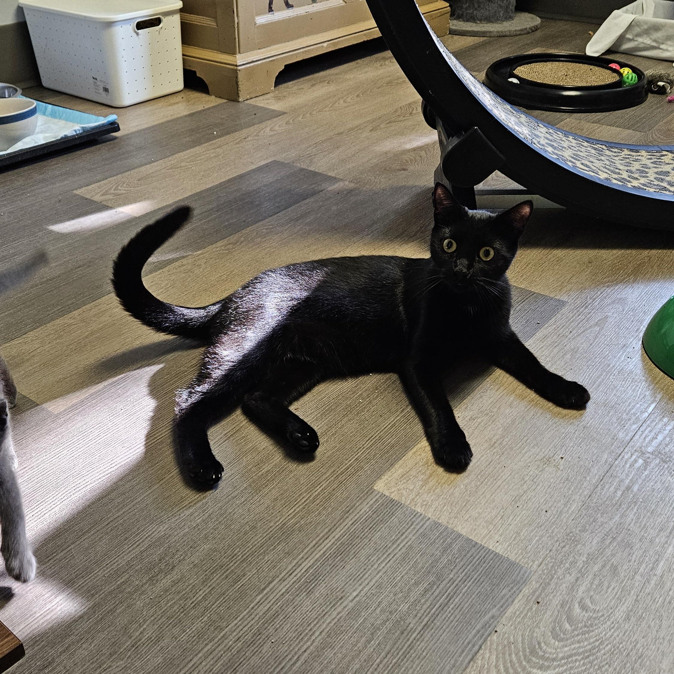 Enlarge Blackberry, a ADOPTABLE Domestic Short Hair in Brockport, NY image 5/6