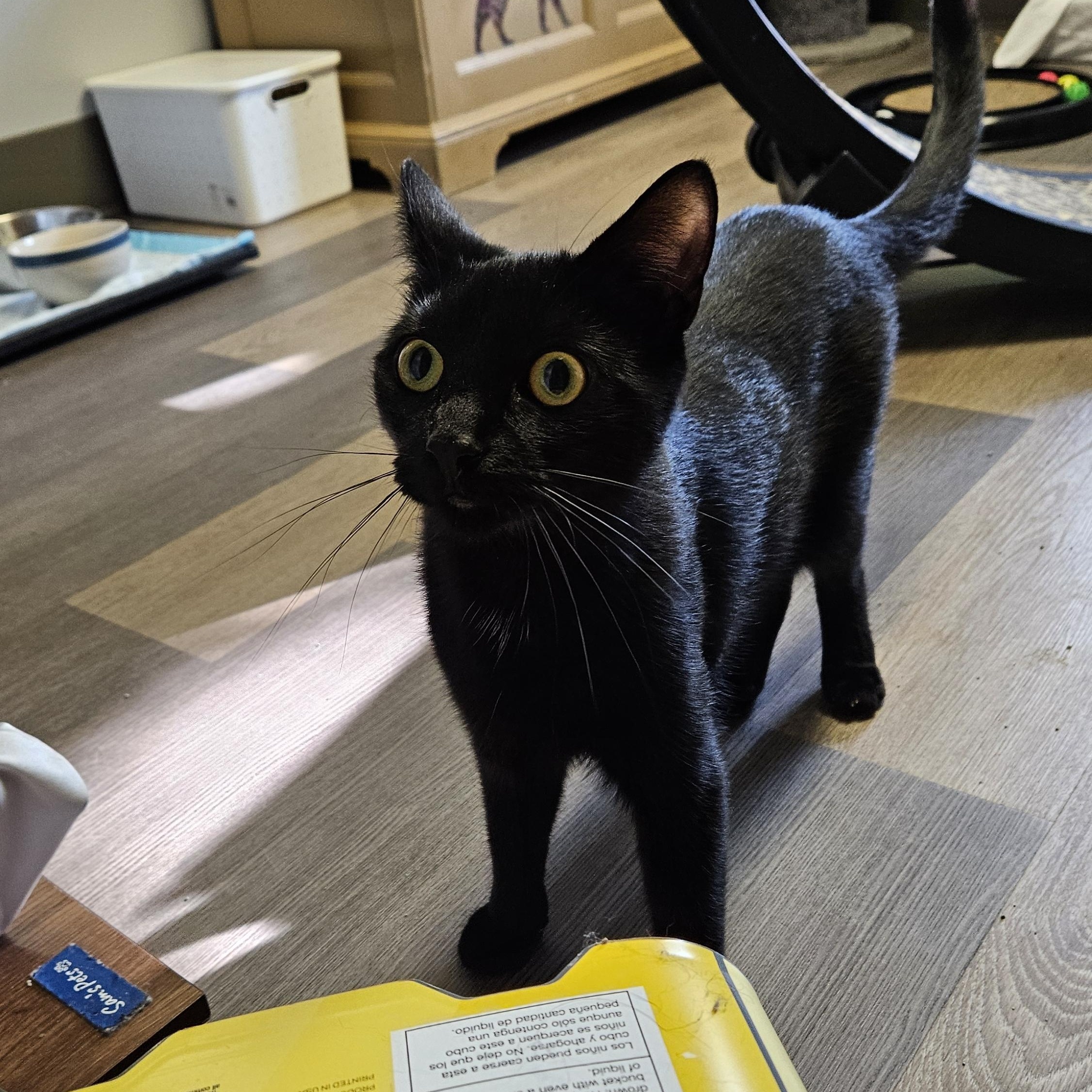 Enlarge Blackberry, a ADOPTABLE Domestic Short Hair in Brockport, NY image 6/6