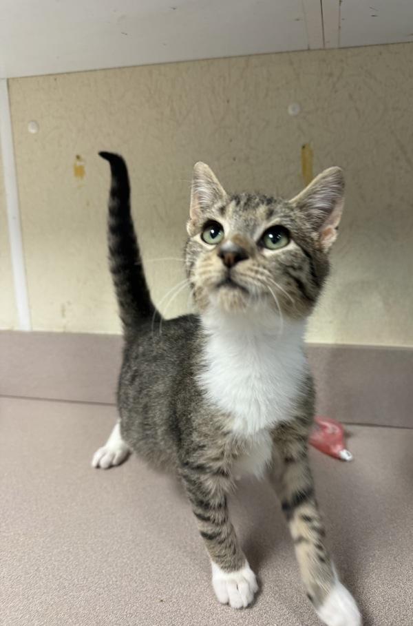 Valomilk thumbnail 2