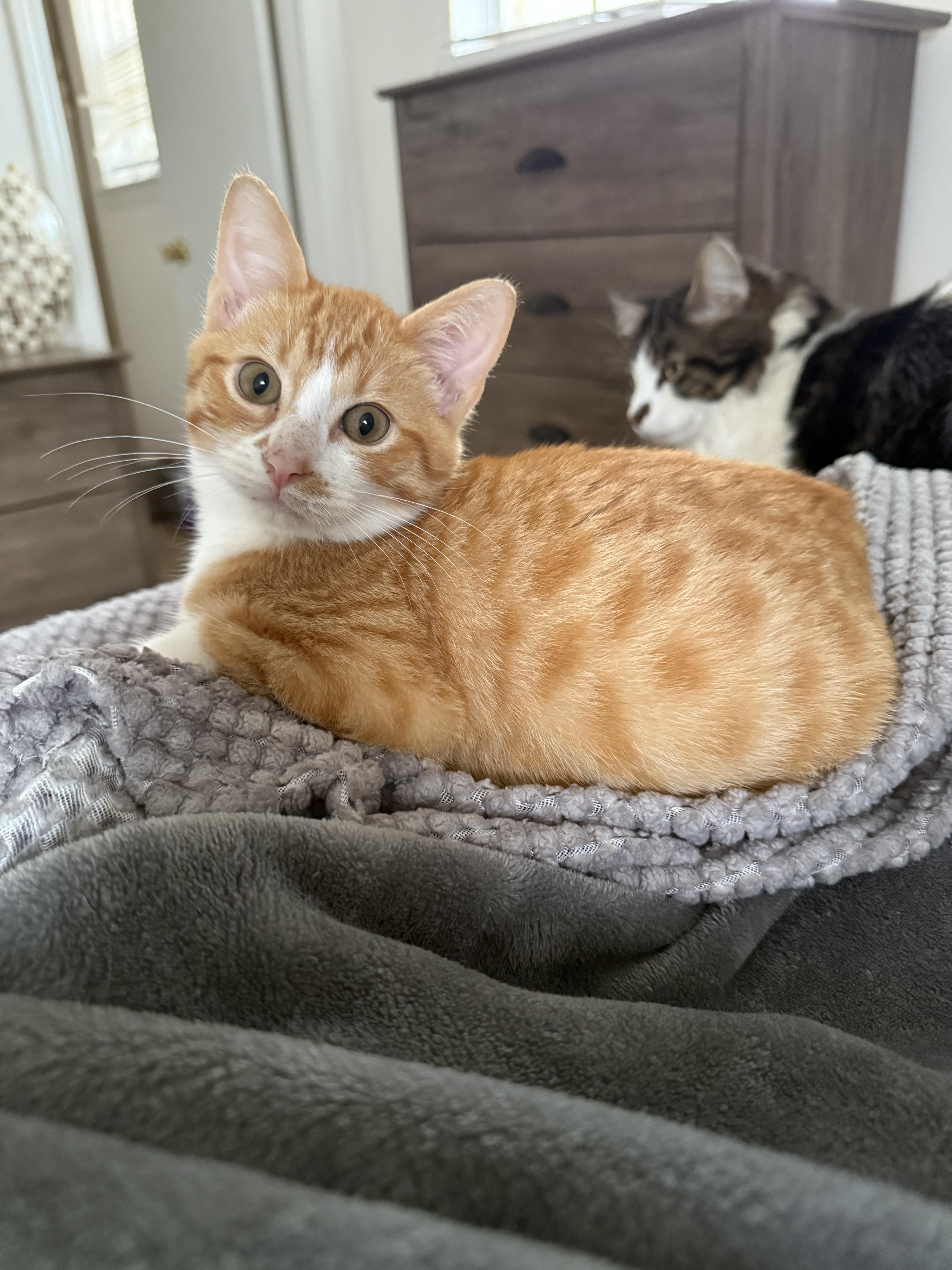 Peanut, a Adopted Domestic Short Hair in farmington, CT image 3/3