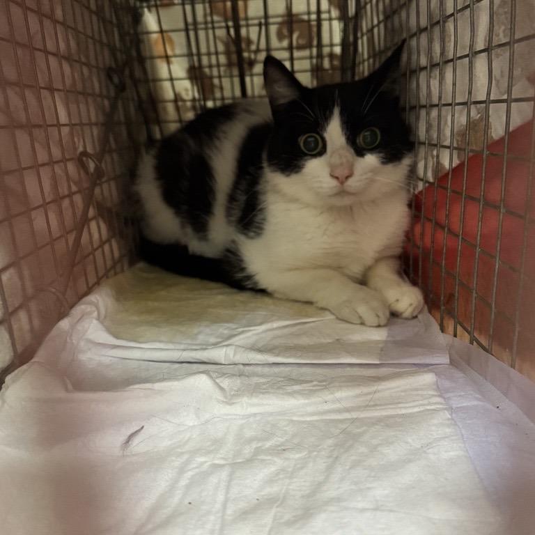 Gresso 1 - Barn Cat!, Adoptable, Adult Male Domestic Short Hair.
