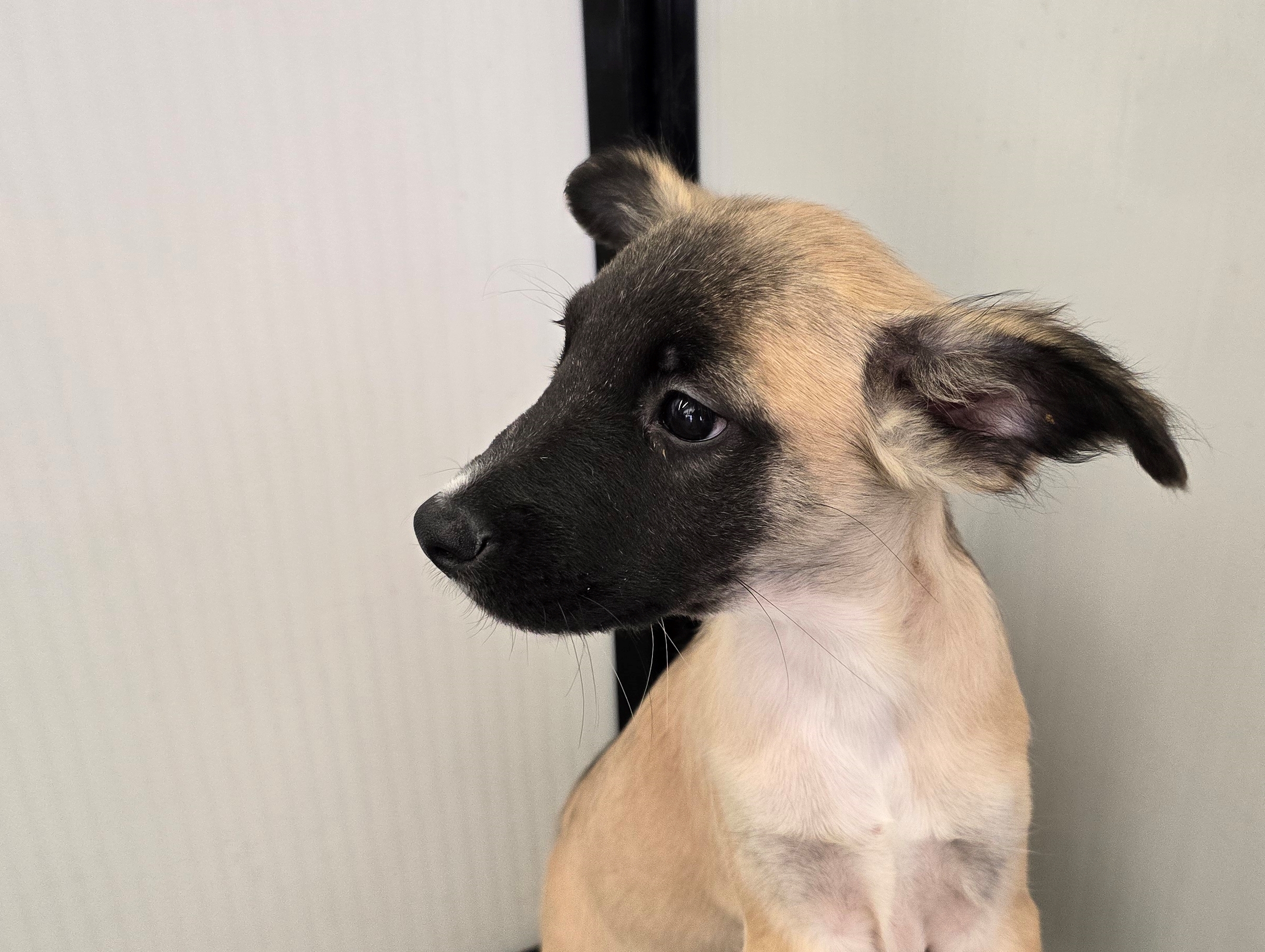 Enlarge Runtly, a Adopted Shepherd in Tucson, AZ image 3/3