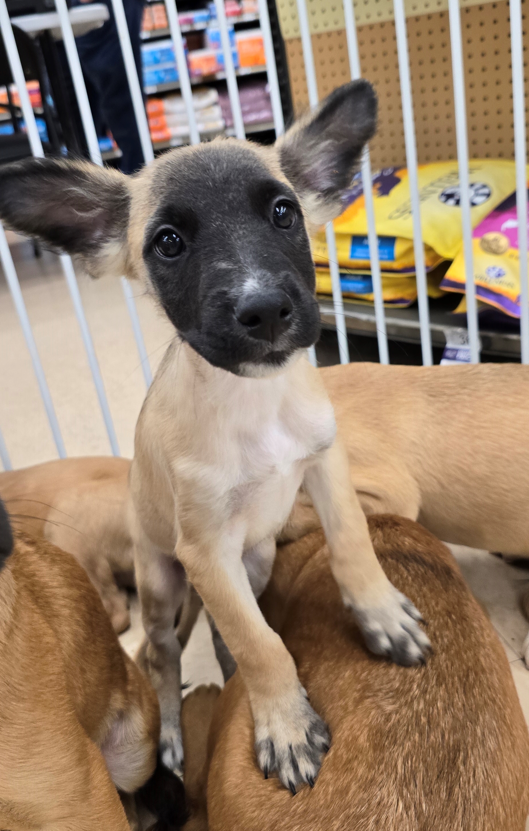 Runtly, Adopted, Puppy Male Shepherd.