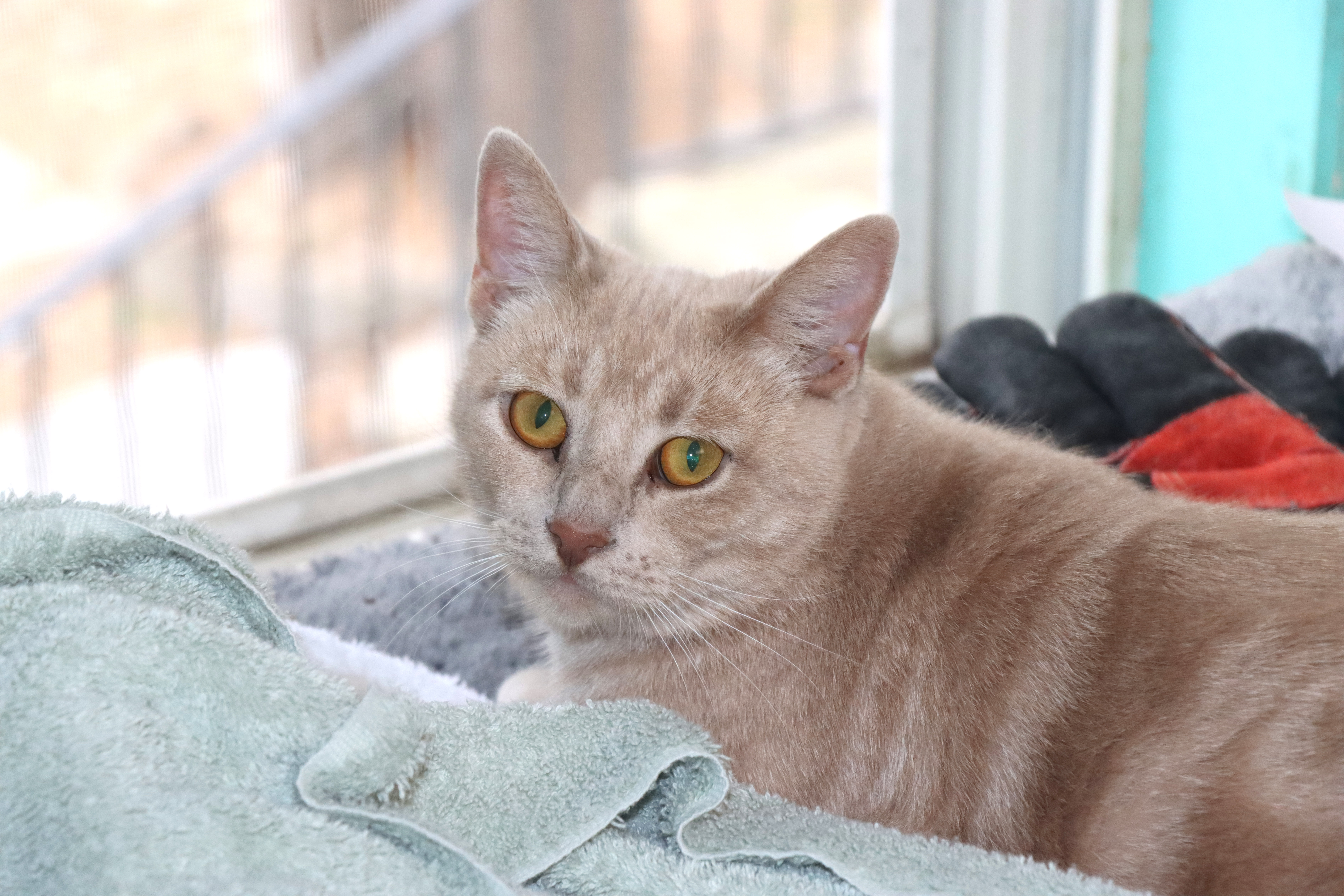 Philomena, adoptable, Adult Female Domestic Short Hair.