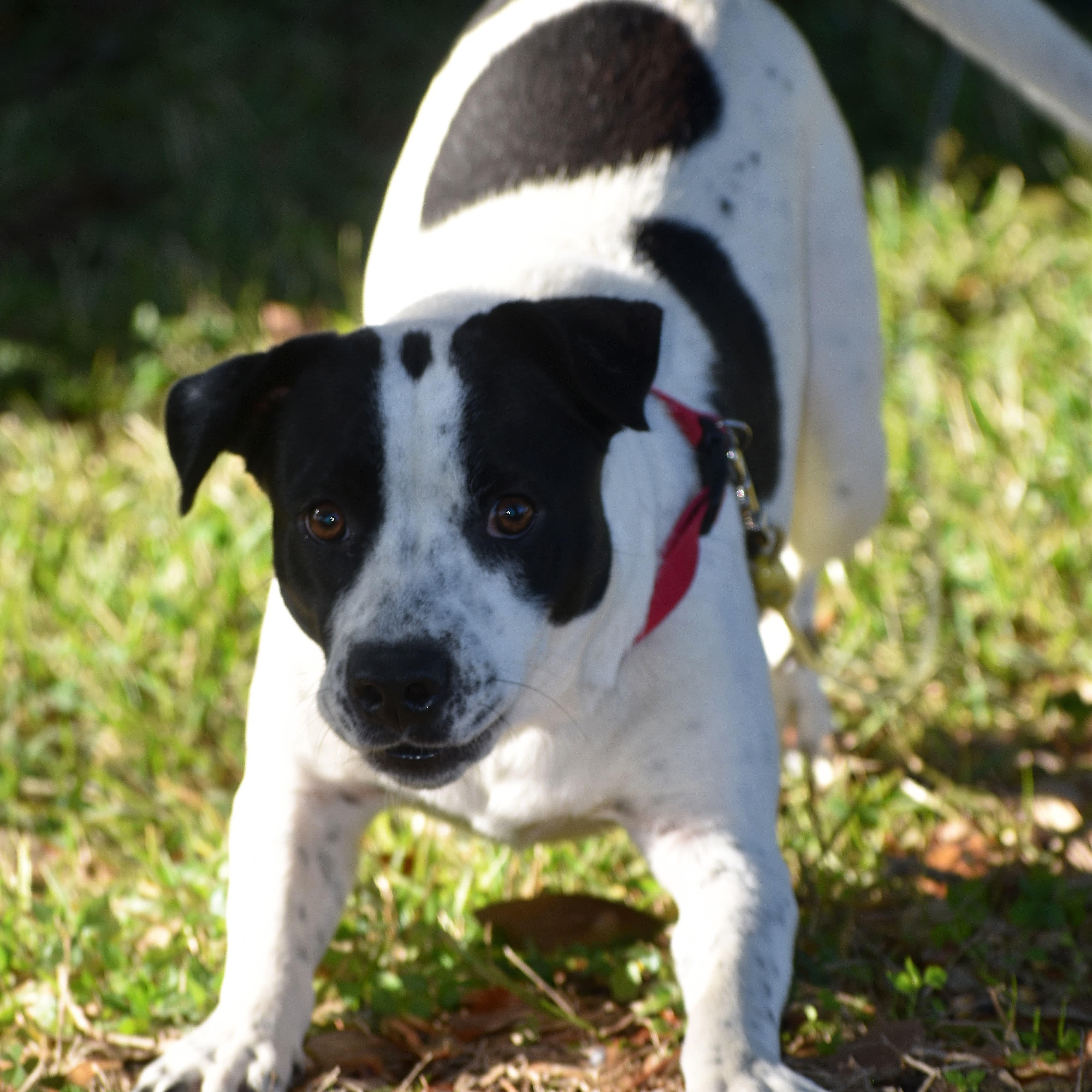 Enlarge Panda, a Adoptable mixed breed in Simsbury, CT image 3/6