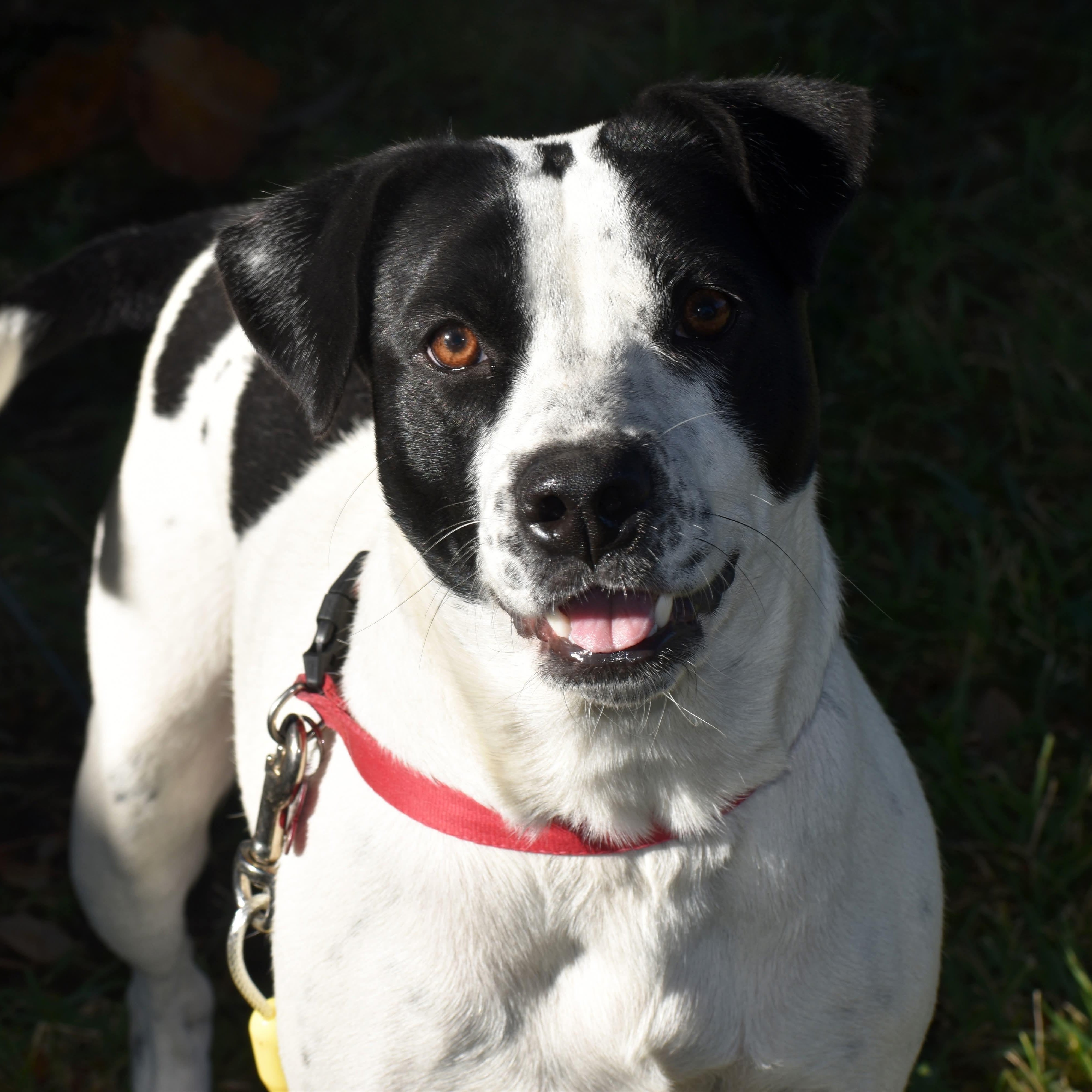 Panda, Adoptable, Young Female Mixed Breed.