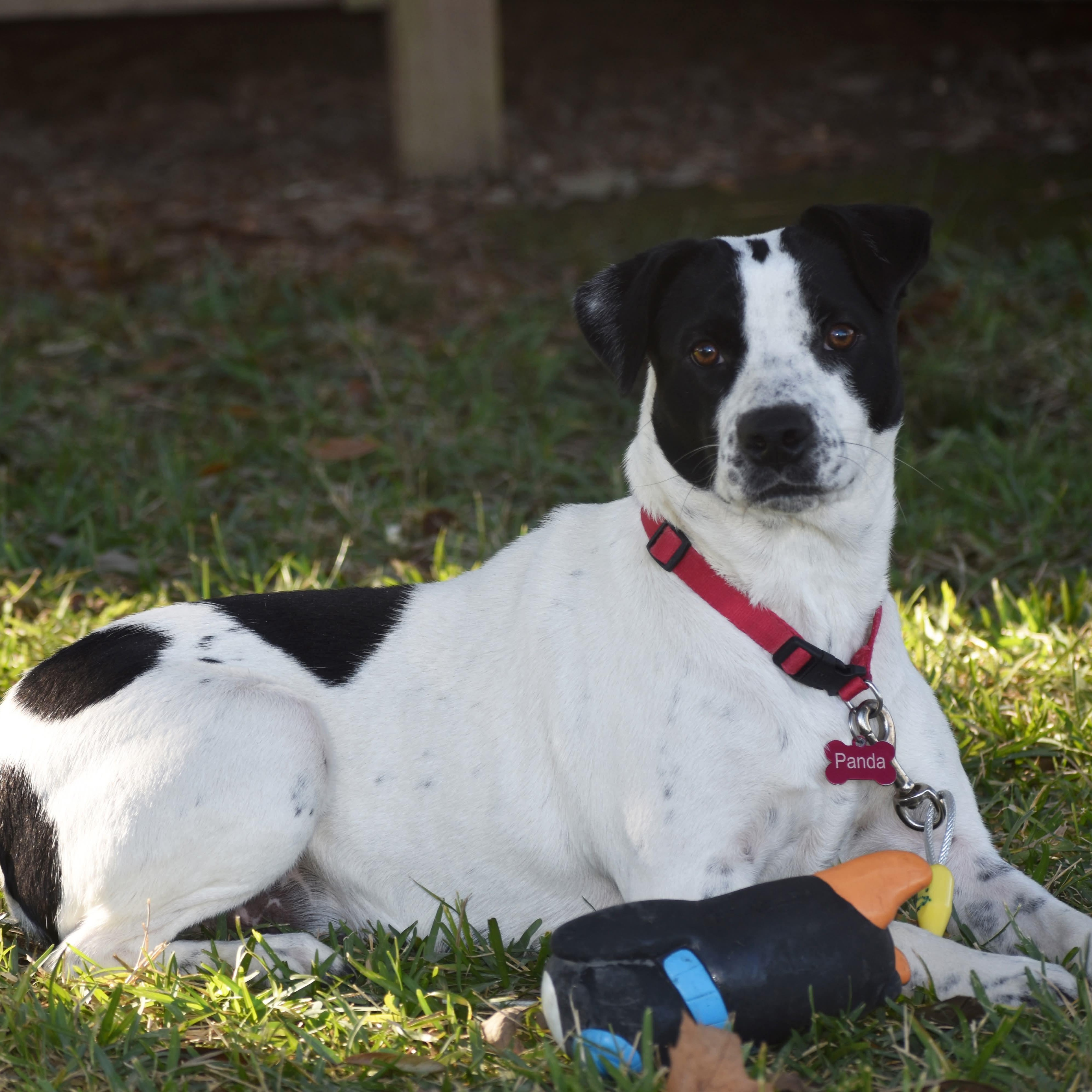 Enlarge Panda, a Adoptable mixed breed in Simsbury, CT image 5/6