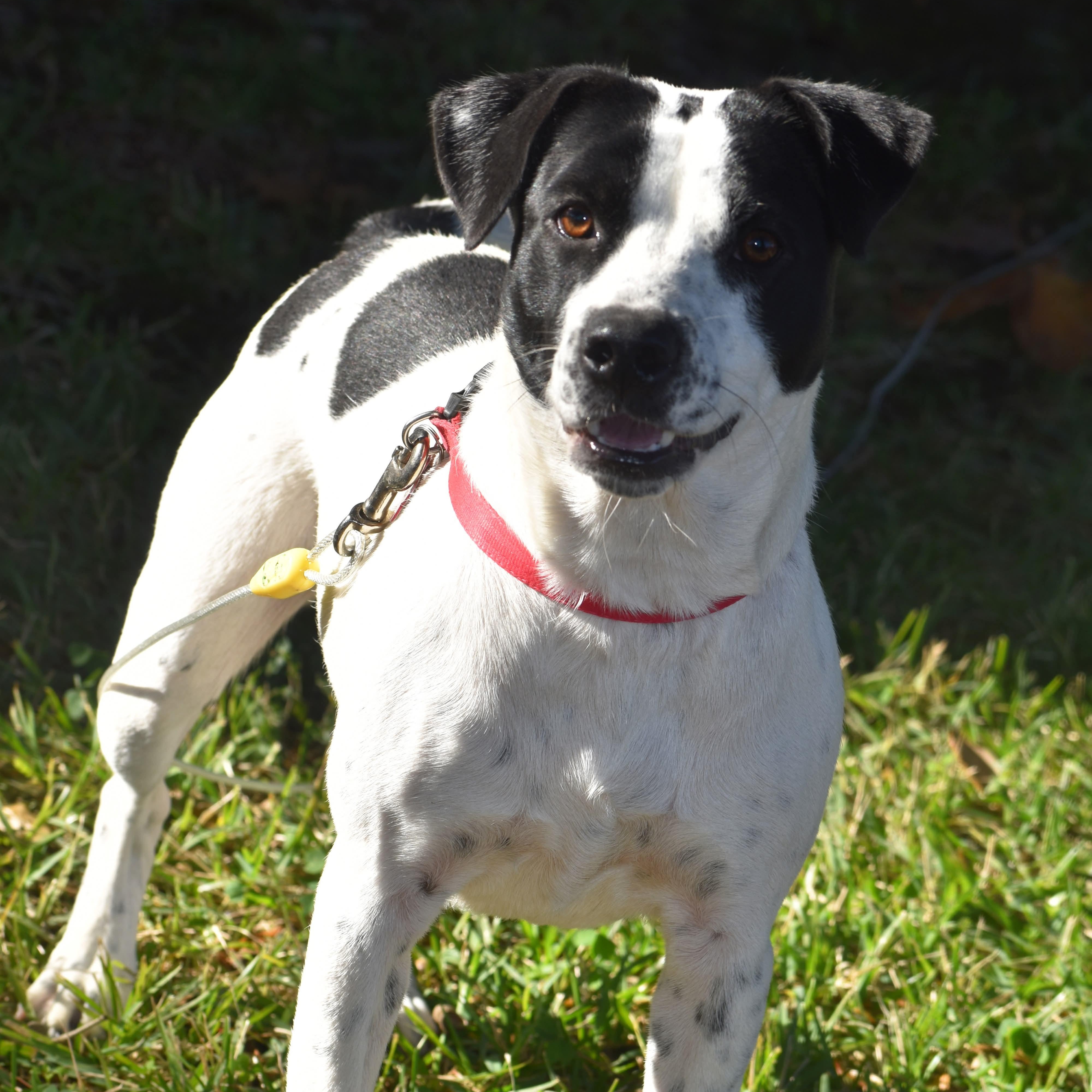 Enlarge Panda, a Adoptable mixed breed in Simsbury, CT image 6/6