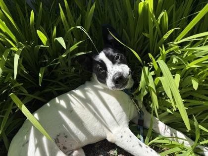 Domino, a Adoptable mixed breed in Burlington, WA image 1/3