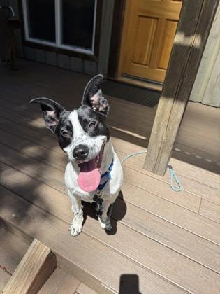 Domino, a Adoptable mixed breed in Burlington, WA image 2/3