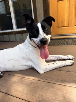 Domino, a Adoptable mixed breed in Burlington, WA image 3/3