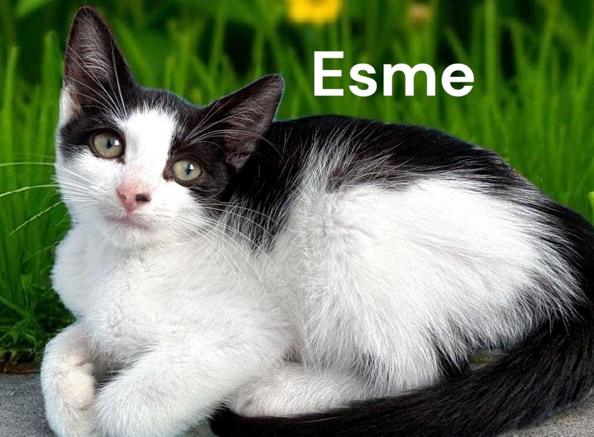 Enlarge Esme, a Adoptable Domestic Short Hair in Weems, VA image 1/2