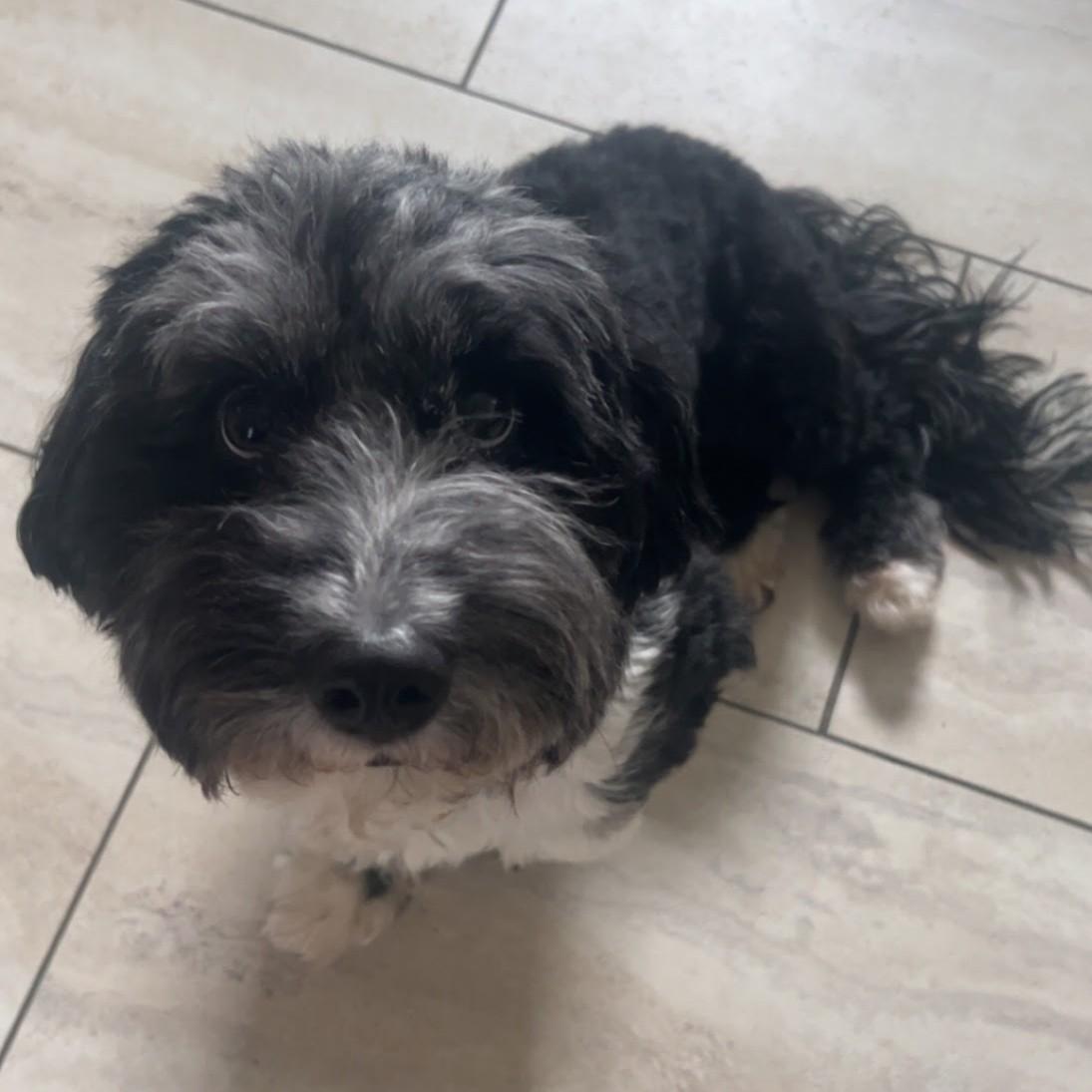 Diamond, an adopted mixed breed in Normal, IL image 3/3