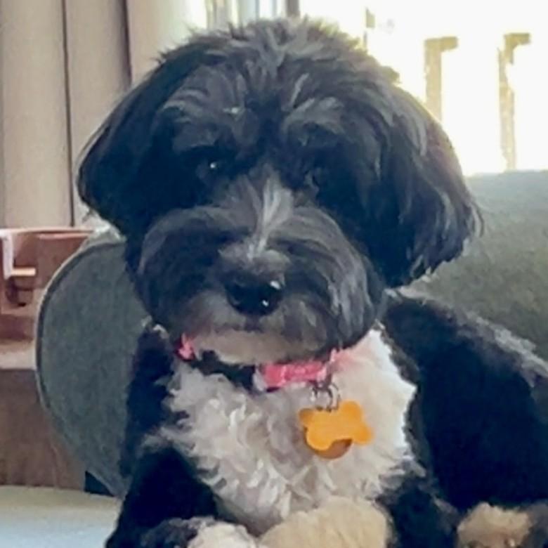 Diamond, adopted, Adult Female Dachshund & Poodle.