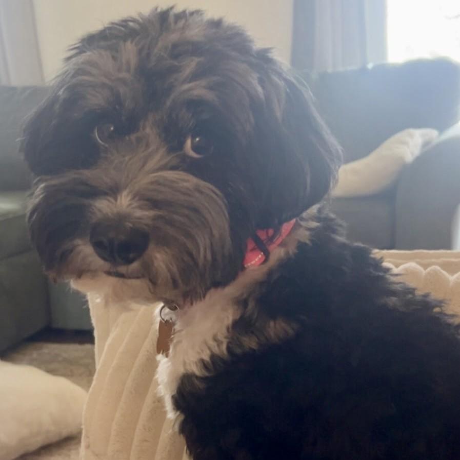 Diamond, an adopted mixed breed in Normal, IL image 2/3