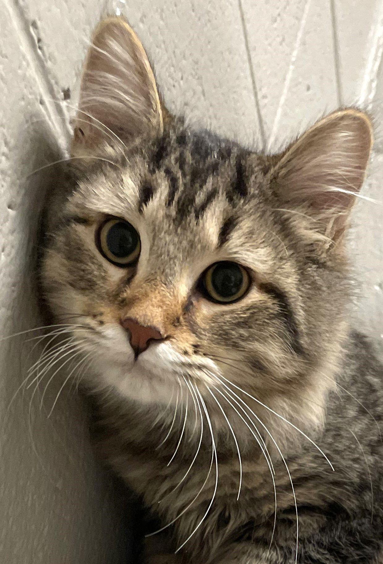 Enlarge Ziti, a Adopted mixed breed in Carrollton, GA image 1/3