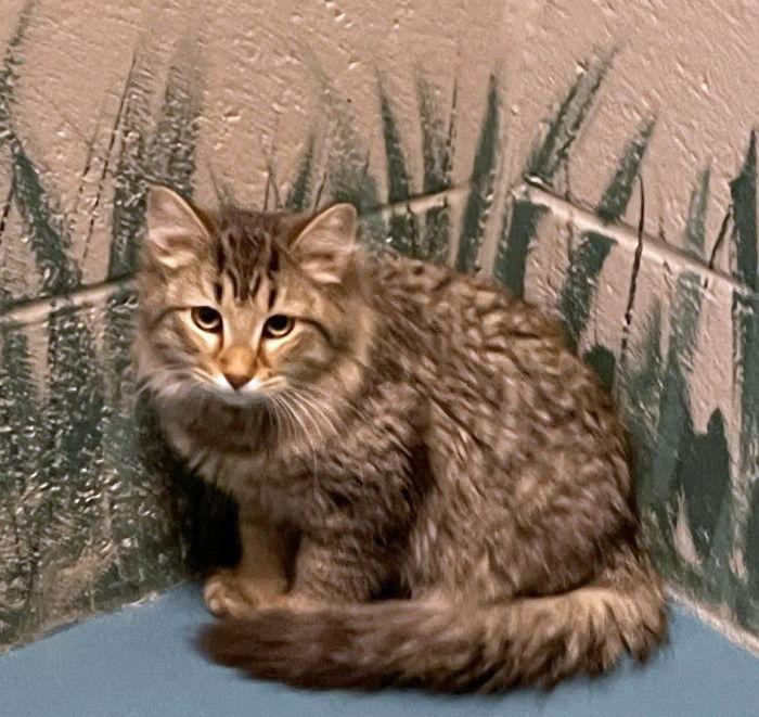 Enlarge Ziti, a Adopted mixed breed in Carrollton, GA image 2/3