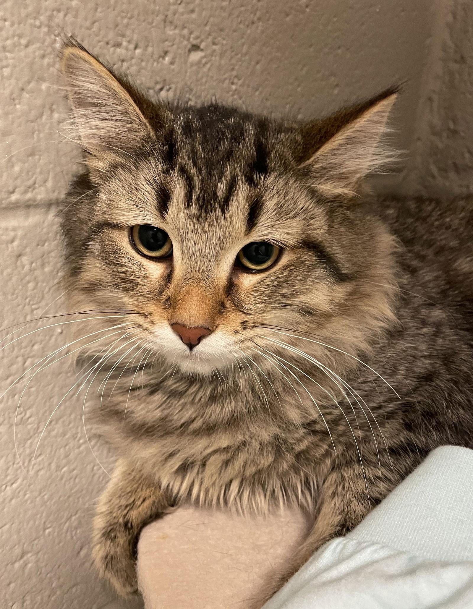 Enlarge Ziti, a Adopted mixed breed in Carrollton, GA image 3/3