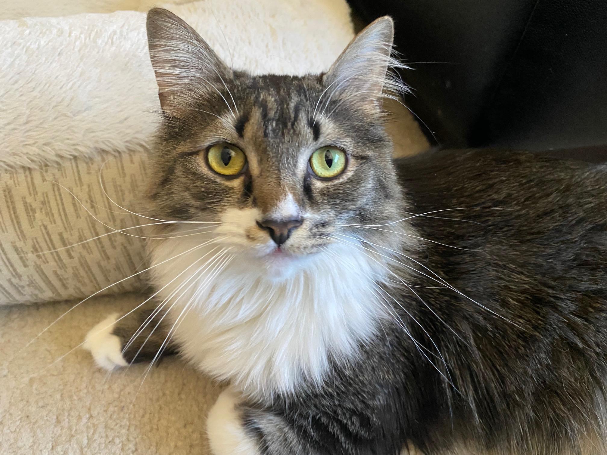 GIZMO, Adult Female unknown