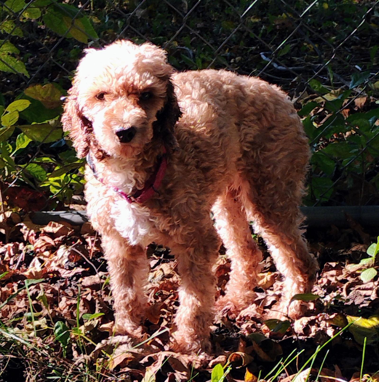 Coco, Adoptable, Adult Female Poodle.