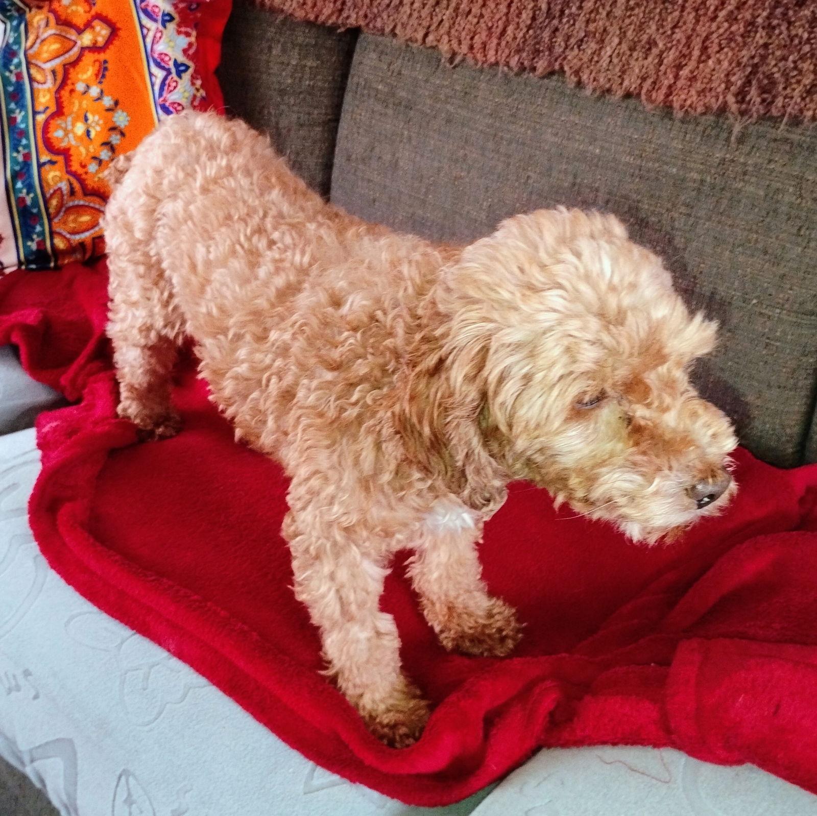 Enlarge Coco, a Adoptable Poodle in Brooklyn Center, MN image 2/3