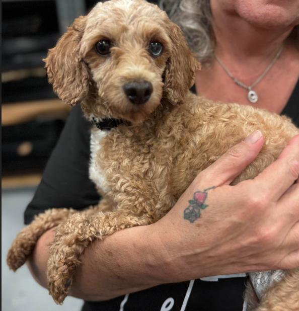 Enlarge Coco, a Adoptable Poodle in Brooklyn Center, MN image 3/3