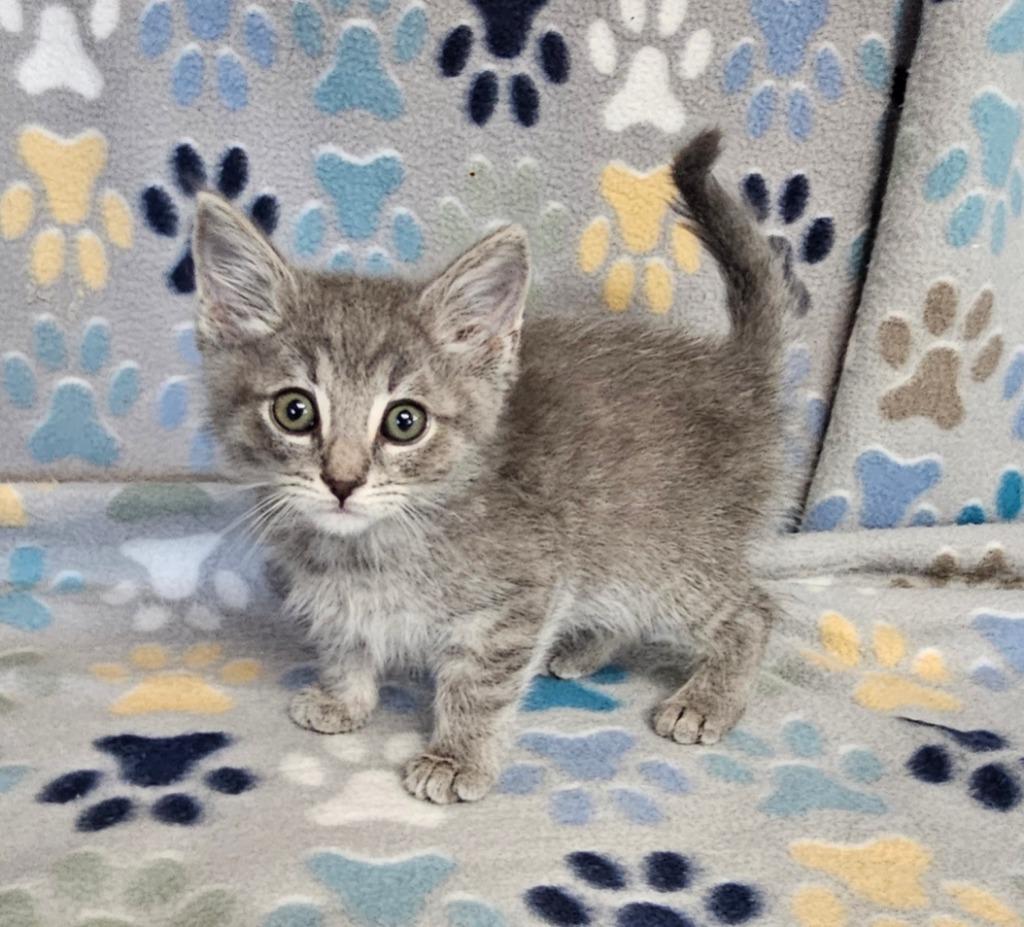 Enlarge Billy, a Adoptable mixed breed in Wabash, IN image 2/2