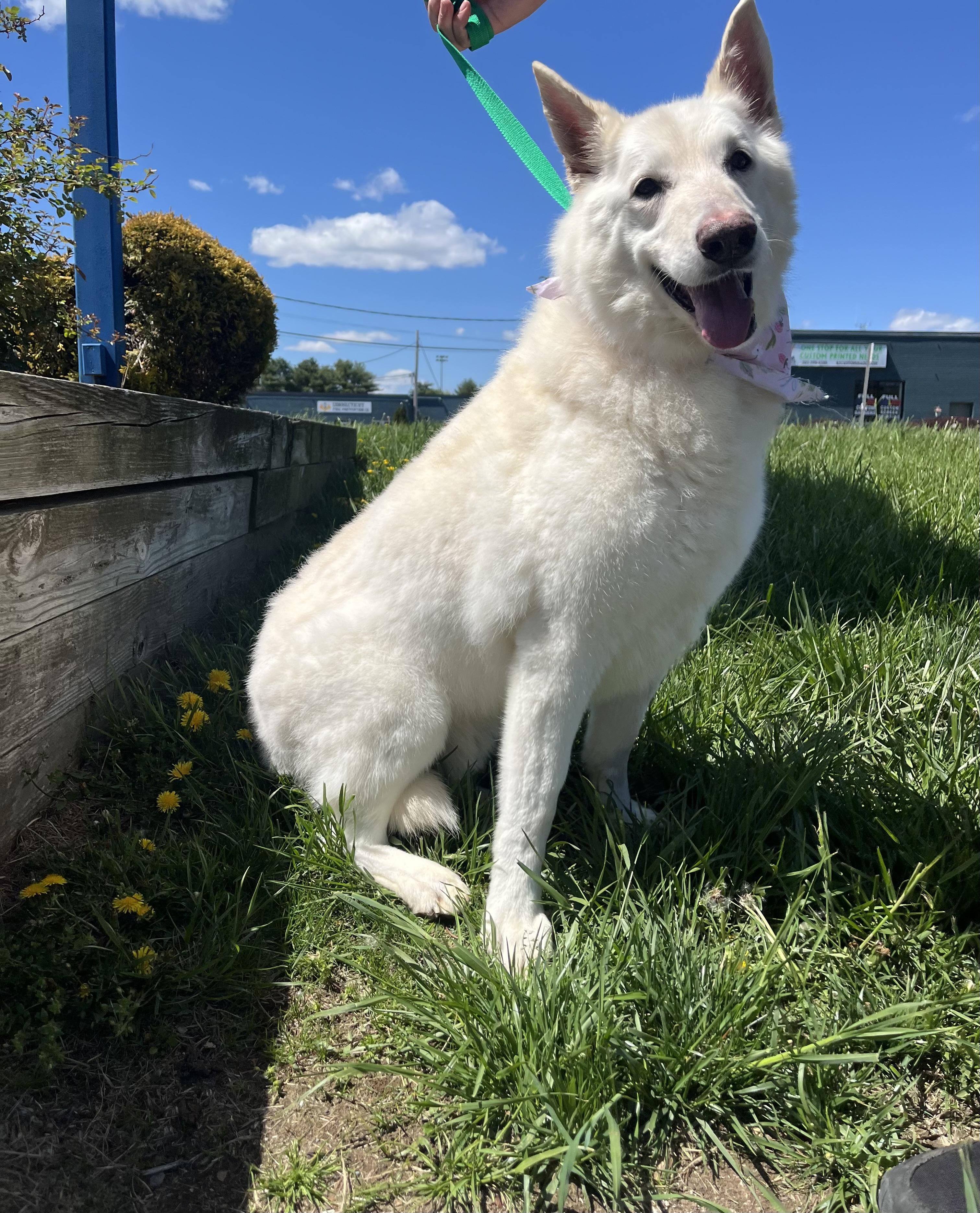 Hammer, ADOPTABLE, Senior Male Shepherd.