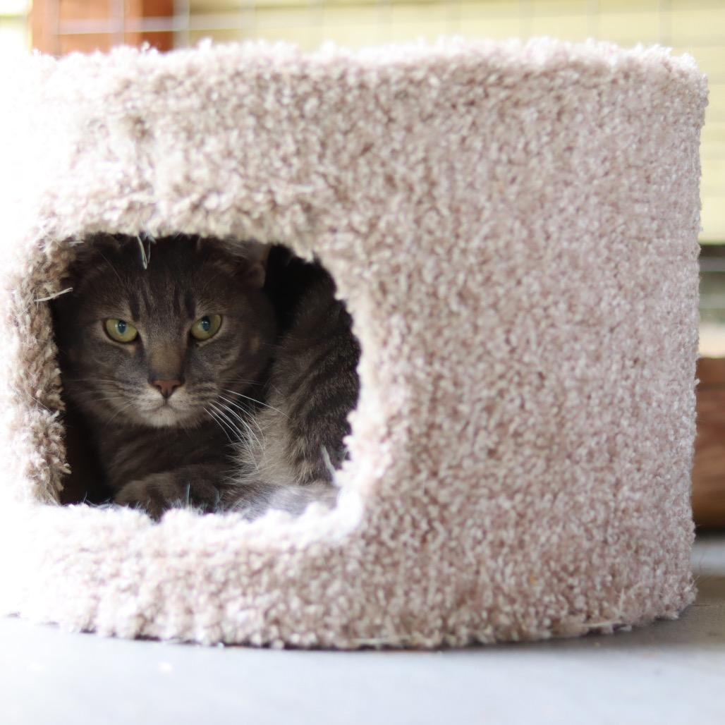 Stormy, Adoptable, Adult Male Domestic Short Hair.