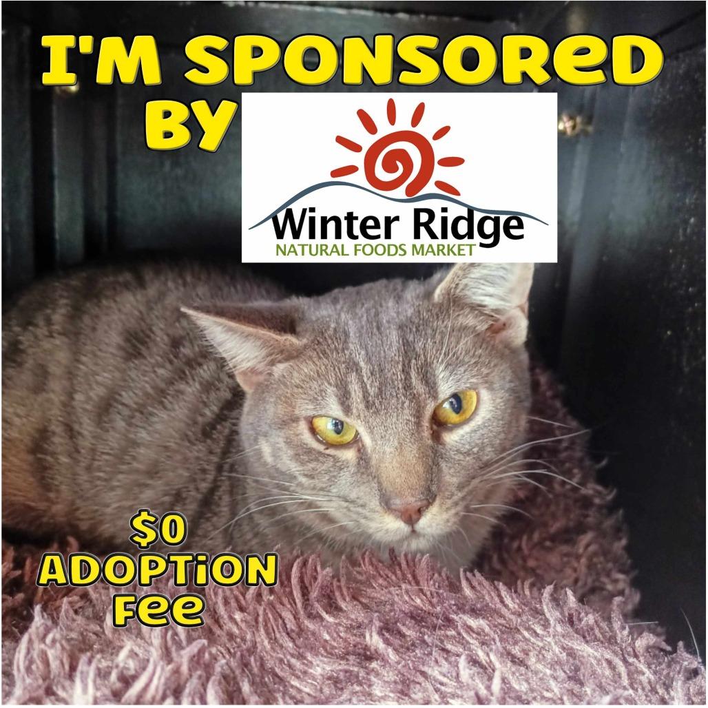 Enlarge Stormy, a Adoptable Domestic Short Hair in Priest River, ID image 1/3