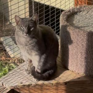 Enlarge Stormy, a Adoptable Domestic Short Hair in Priest River, ID image 2/5