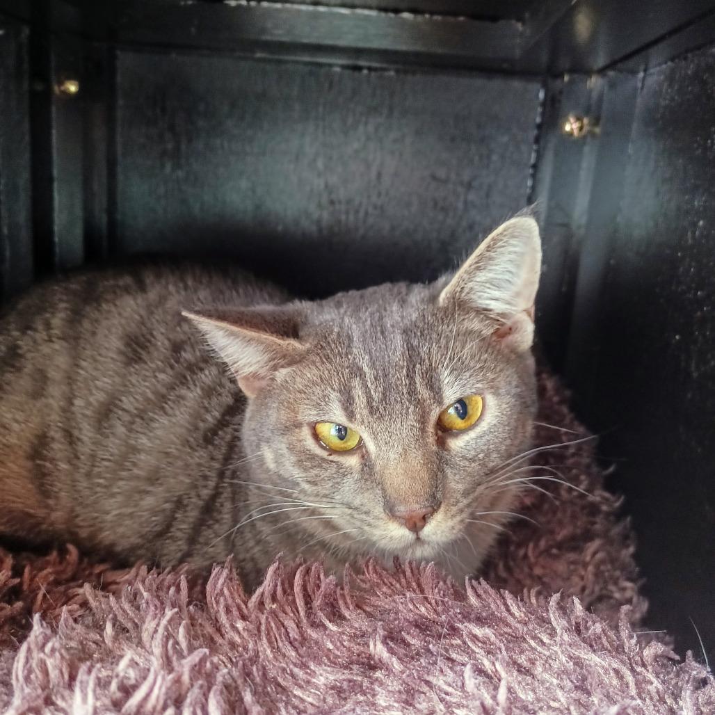 Enlarge Stormy, a Adoptable Domestic Short Hair in Priest River, ID image 2/3