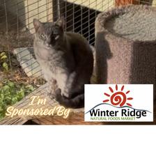 Enlarge Stormy, a Adoptable Domestic Short Hair in Priest River, ID image 4/5