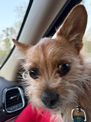 Enlarge Enzo, a Adoptable mixed breed in Albany, NY image 2/4