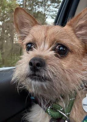Enlarge Enzo, a Adoptable mixed breed in Albany, NY image 4/4
