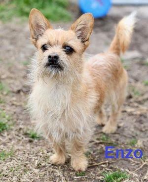 Enzo, Adoptable, Adult Male Cairn Terrier.