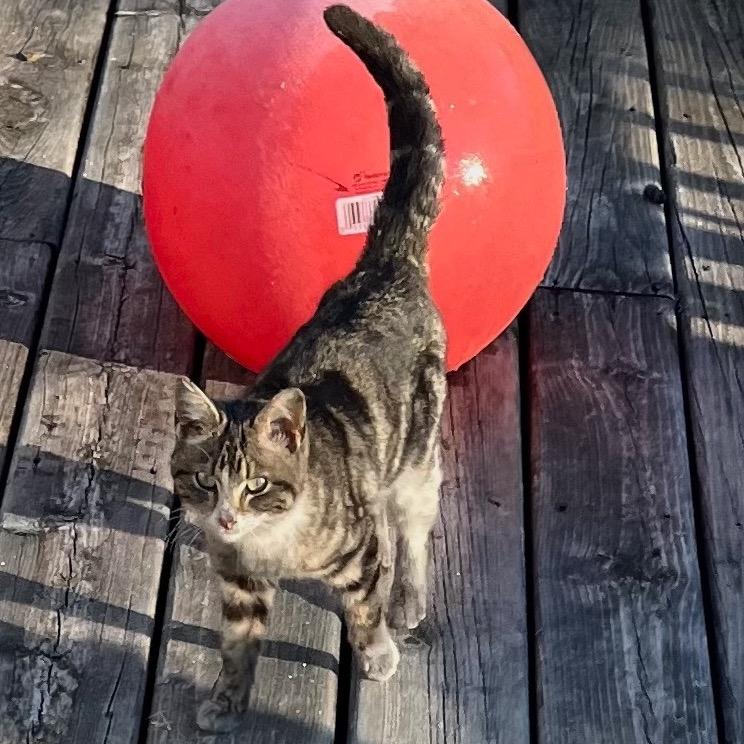 Arden, Adoptable, Young Female Domestic Short Hair.