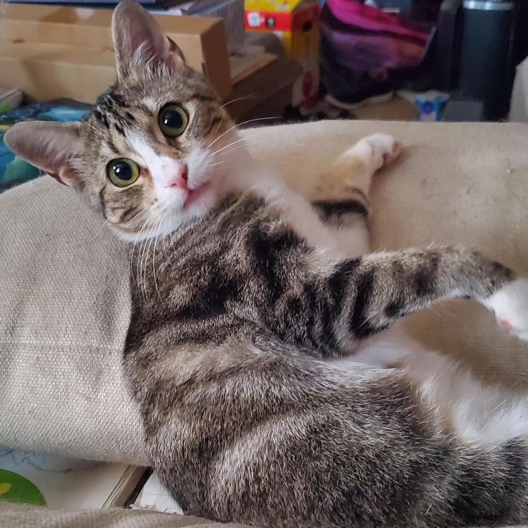 Arden, a Adoptable Domestic Short Hair in Rochester, MN image 2/3