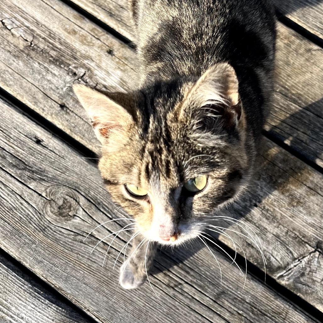 Arden, a Adoptable Domestic Short Hair in Rochester, MN image 3/3