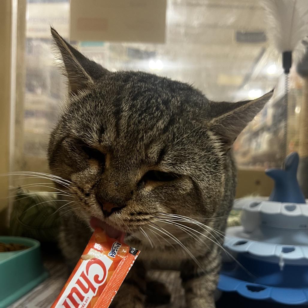 Teddy, Adoptable, Adult Male Domestic Short Hair.