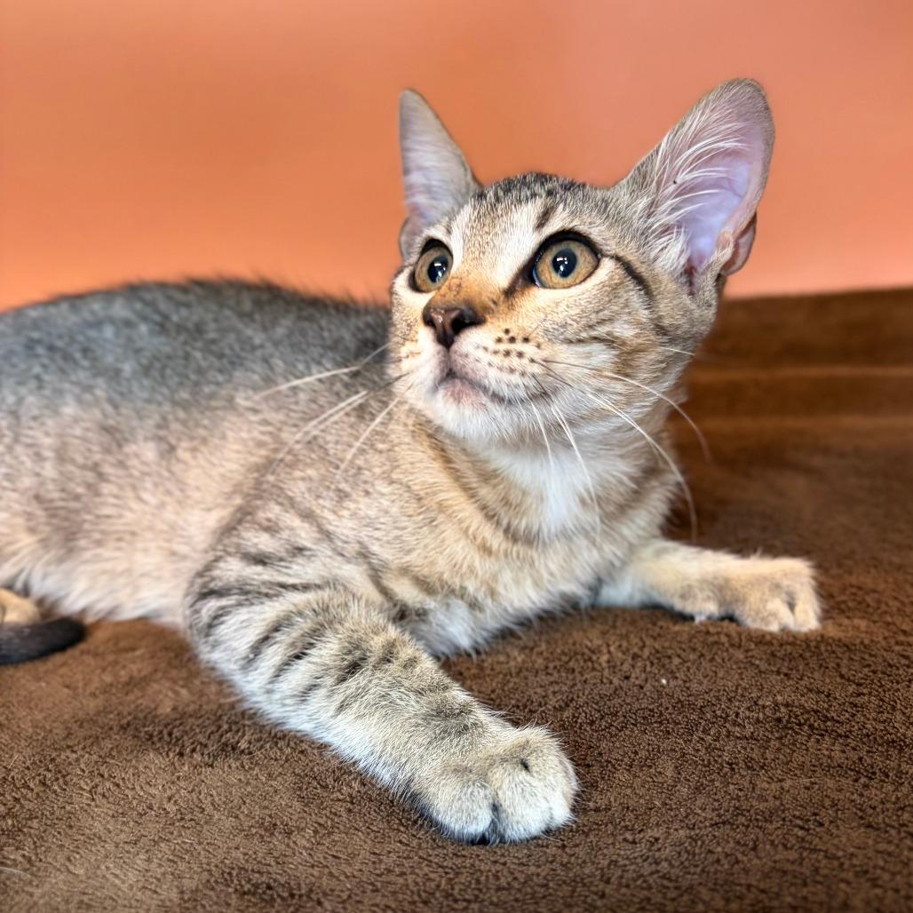 Boobafina, Adoptable, Kitten Female Domestic Short Hair.