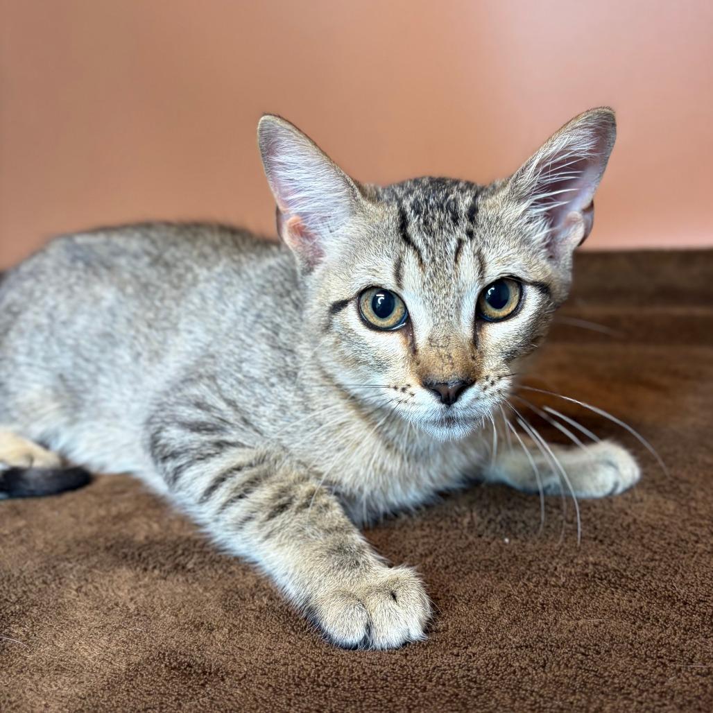 Enlarge Boobafina, a Adoptable Domestic Short Hair in San Antonio, TX image 2/5