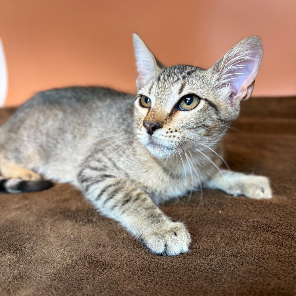 Enlarge Boobafina, a Adoptable Domestic Short Hair in San Antonio, TX image 3/5
