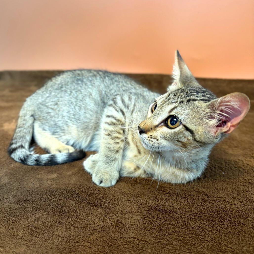 Enlarge Boobafina, a Adoptable Domestic Short Hair in San Antonio, TX image 4/5