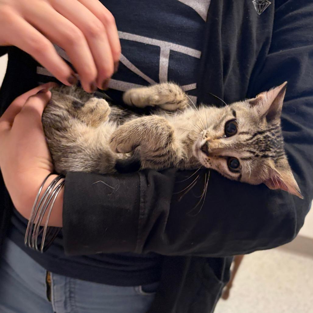 Enlarge Boobafina, a Adoptable Domestic Short Hair in San Antonio, TX image 5/5