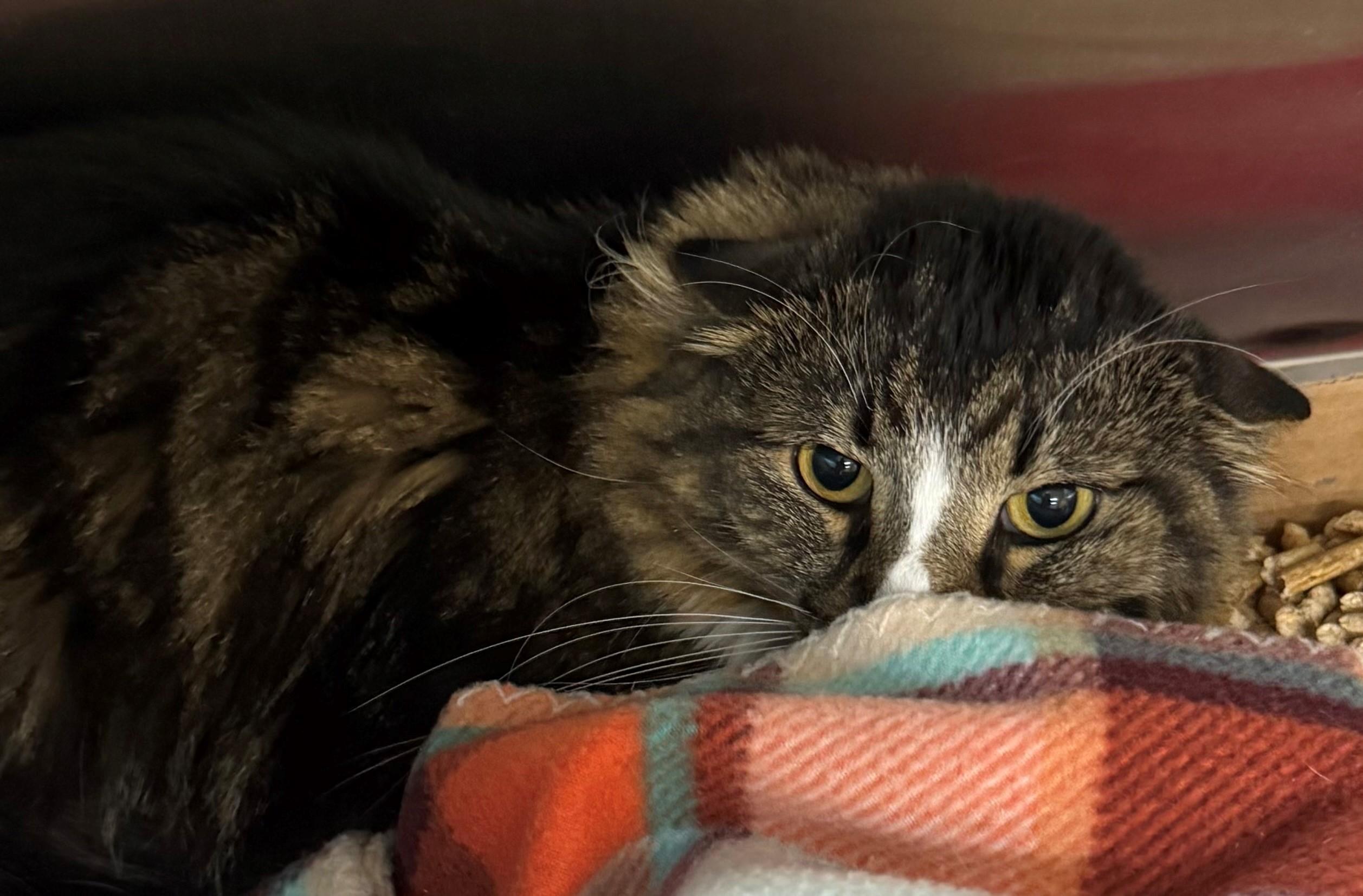 Enlarge Saffron, a ADOPTABLE Domestic Long Hair in Edison, NJ image 1/1